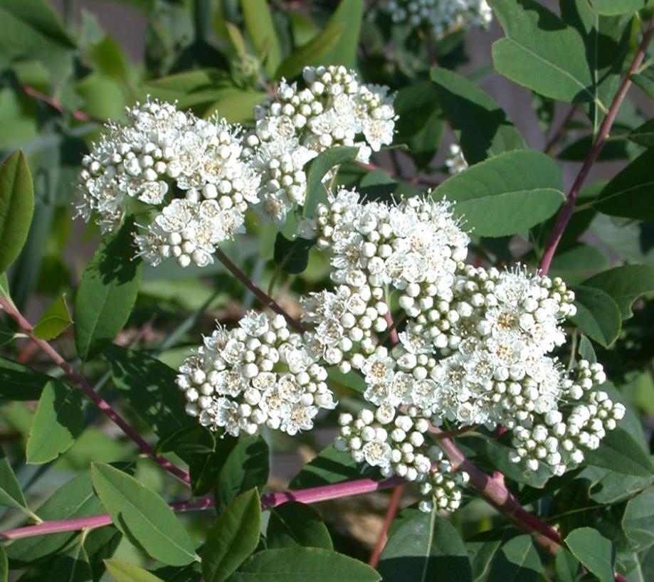 Virginia spiraea